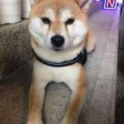 ヒメ日記 2025/06/17 13:21 投稿 里穂 モアグループ所沢人妻城