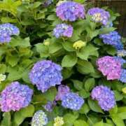 ヒメ日記 2025/06/06 15:20 投稿 みなこ 完熟ばなな 上野店