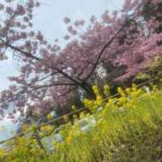 ヒメ日記 2026/04/04 16:58 投稿 まり 白いぽっちゃりさん仙台店