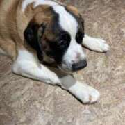 ヒメ日記 2025/03/12 14:16 投稿 桜　さおり しこたま奥様 札幌店