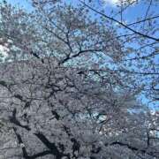 ヒメ日記 2025/04/12 18:55 投稿 桜　さおり しこたま奥様 札幌店
