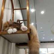 結衣 猫カフェで癒されてきたよ 東京人妻フォーシーズンズ