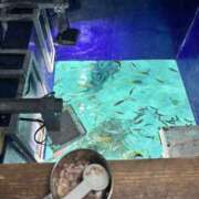 ヒメ日記 2025/08/07 00:47 投稿 ほたる THE ESUTE 渋谷