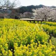 ヒメ日記 2026/04/02 15:30 投稿 まこと 奥鉄オクテツ神奈川店（デリヘル市場グループ）