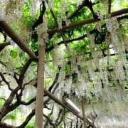 ヒメ日記 2025/04/29 14:18 投稿 みゆ 小田原人妻城