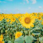 ヒメ日記 2025/07/09 20:39 投稿 みゆ 小田原人妻城