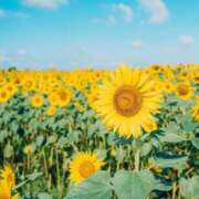 ヒメ日記 2025/08/31 11:54 投稿 みゆ 小田原人妻城