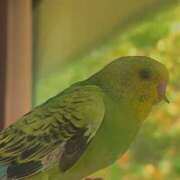 ヒメ日記 2025/10/14 09:40 投稿 みゆ 小田原人妻城