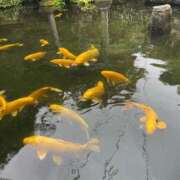 ヒメ日記 2025/10/31 09:24 投稿 みゆ 小田原人妻城