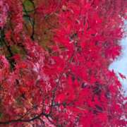 ヒメ日記 2025/11/06 16:26 投稿 みゆ 小田原人妻城