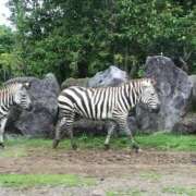 ヒメ日記 2025/11/08 16:44 投稿 みゆ 小田原人妻城