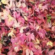 ヒメ日記 2024/12/14 14:02 投稿 ほなみ 佐久上田人妻隊