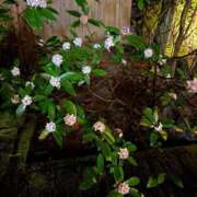 ヒメ日記 2025/03/16 21:55 投稿 新人・愛花(あいか) グランドオペラ福岡