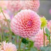 ヒメ日記 2025/05/31 10:03 投稿 新人・愛花(あいか) グランドオペラ福岡