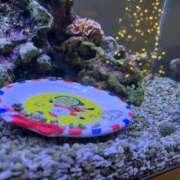 ヒメ日記 2025/12/04 13:01 投稿 新人・愛花(あいか) グランドオペラ福岡