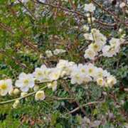 ヒメ日記 2025/03/08 13:43 投稿 ちひろ 逢って30秒で即尺