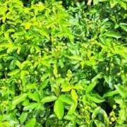 ヒメ日記 2025/04/13 00:52 投稿 ちひろ 逢って30秒で即尺