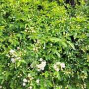 ヒメ日記 2025/04/18 21:16 投稿 ちひろ 逢って30秒で即尺