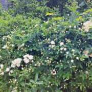 ヒメ日記 2025/04/19 21:02 投稿 ちひろ 逢って30秒で即尺