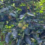 ヒメ日記 2025/09/18 16:07 投稿 ちひろ 逢って30秒で即尺