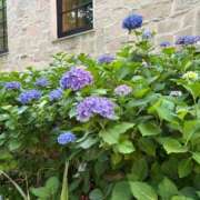 ヒメ日記 2025/06/14 17:20 投稿 かなた それいけ！ヤリスギ学園～舐めたくてグループ横浜校～