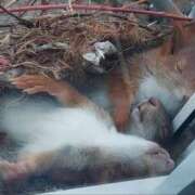 ヒメ日記 2025/03/16 18:47 投稿 さや みこすり半道場 大阪店