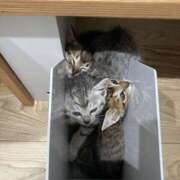 ヒメ日記 2025/05/23 23:11 投稿 さや みこすり半道場 大阪店