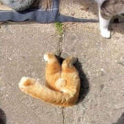 さや 本日も受付中です みこすり半道場 大阪店