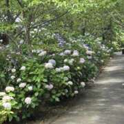 まみ こんにちは 熟女の薫り