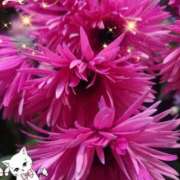 ヒメ日記 2025/01/16 05:43 投稿 せりな 熟女の風俗最終章 所沢店