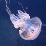 ヒメ日記 2025/07/15 18:04 投稿 ゆあ spicyな女たち