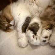 ヒメ日記 2025/12/17 08:34 投稿 あいか 激安ドットコム