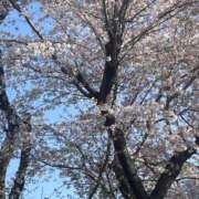 ヒメ日記 2025/04/09 09:24 投稿 ゆみ アドミsince2002立川デリヘル&Go To FANTASY東京本店