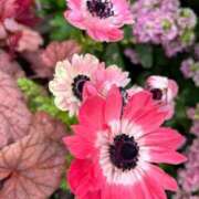 ヒメ日記 2025/05/12 06:32 投稿 みゆき 性腺熟女100％（デリヘル市場）