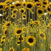 ヒメ日記 2025/07/27 12:25 投稿 みゆき 性腺熟女100％（デリヘル市場）