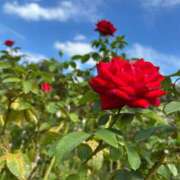 ヒメ日記 2025/10/21 15:25 投稿 みゆき 性腺熟女100％（デリヘル市場）