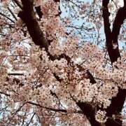 ヒメ日記 2025/04/02 16:53 投稿 羽生なのは 川崎小町（川崎ハレ系）