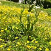 ヒメ日記 2025/05/03 11:37 投稿 羽生なのは 川崎小町（川崎ハレ系）
