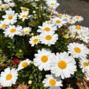 ヒメ日記 2025/05/11 08:11 投稿 羽生なのは 川崎小町（川崎ハレ系）