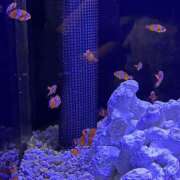 ヒメ日記 2026/03/19 20:22 投稿 まい クラブアリア -CLUB ARIA-