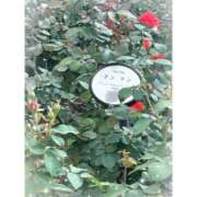 ヒメ日記 2025/11/05 12:30 投稿 しずく ぷるりんクエスト上野浅草鶯谷秋葉原デリヘル王国