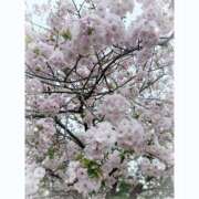 ヒメ日記 2026/04/07 21:24 投稿 しずく ぷるりんクエスト上野浅草鶯谷秋葉原デリヘル王国