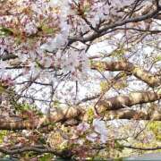 ヒメ日記 2025/04/06 08:13 投稿 さくら 熟女家 十三店