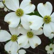 ヒメ日記 2025/04/27 08:16 投稿 さくら 熟女家 十三店