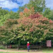 ヒメ日記 2025/11/16 08:14 投稿 さくら 熟女家 十三店