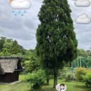 ヒメ日記 2026/06/23 09:01 投稿 さくら 熟女家 十三店