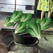 ヒメ日記 2026/08/31 10:49 投稿 さくら 熟女家 十三店