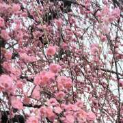 ヒメ日記 2026/03/08 09:10 投稿 嘉成いぶき(よしなりいぶき) 五十路マダムエクスプレス厚木店(カサブランカグループ)