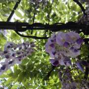 ヒメ日記 2026/04/18 08:50 投稿 嘉成いぶき(よしなりいぶき) 五十路マダムエクスプレス厚木店(カサブランカグループ)