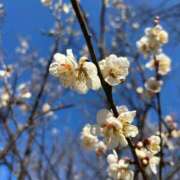 ヒメ日記 2026/02/04 19:47 投稿 さとみ カワサキEROTIC（ソープランド）